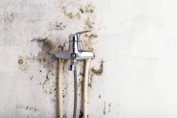 Best Mold Removal and Inspection  in Lamar, SC