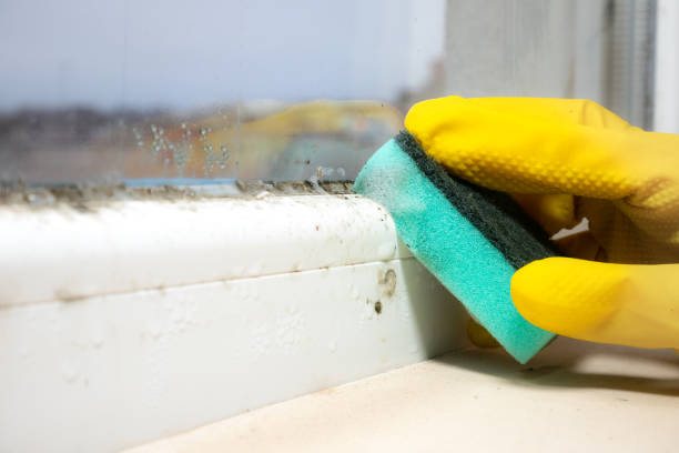 Mold Removal and Inspection in Lamar, SC