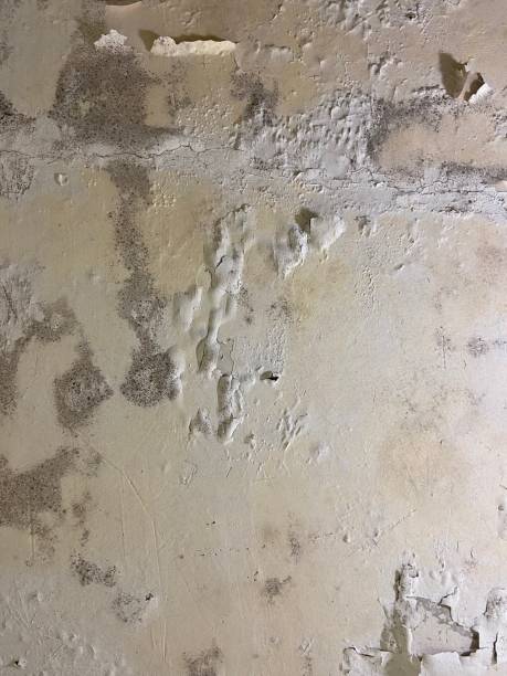 Best Crawl Space Mold Removal  in Lamar, SC