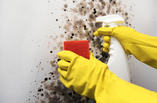 Best Mold Remediation Experts  in Lamar, SC