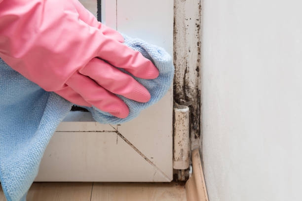 Best Black Mold Removal  in Lamar, SC