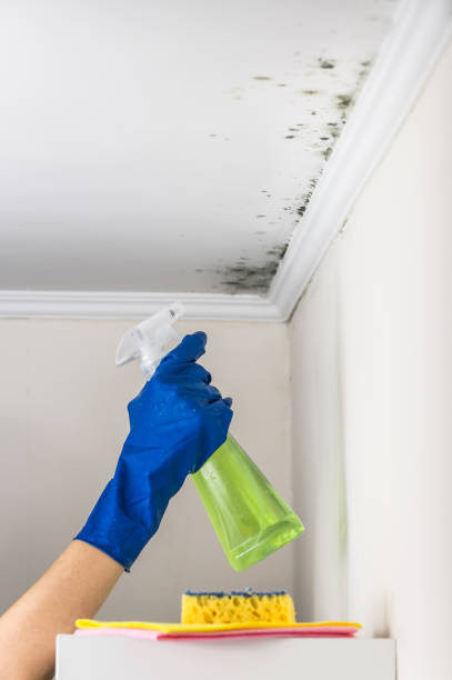 Professional Mold Removal in Lamar, SC